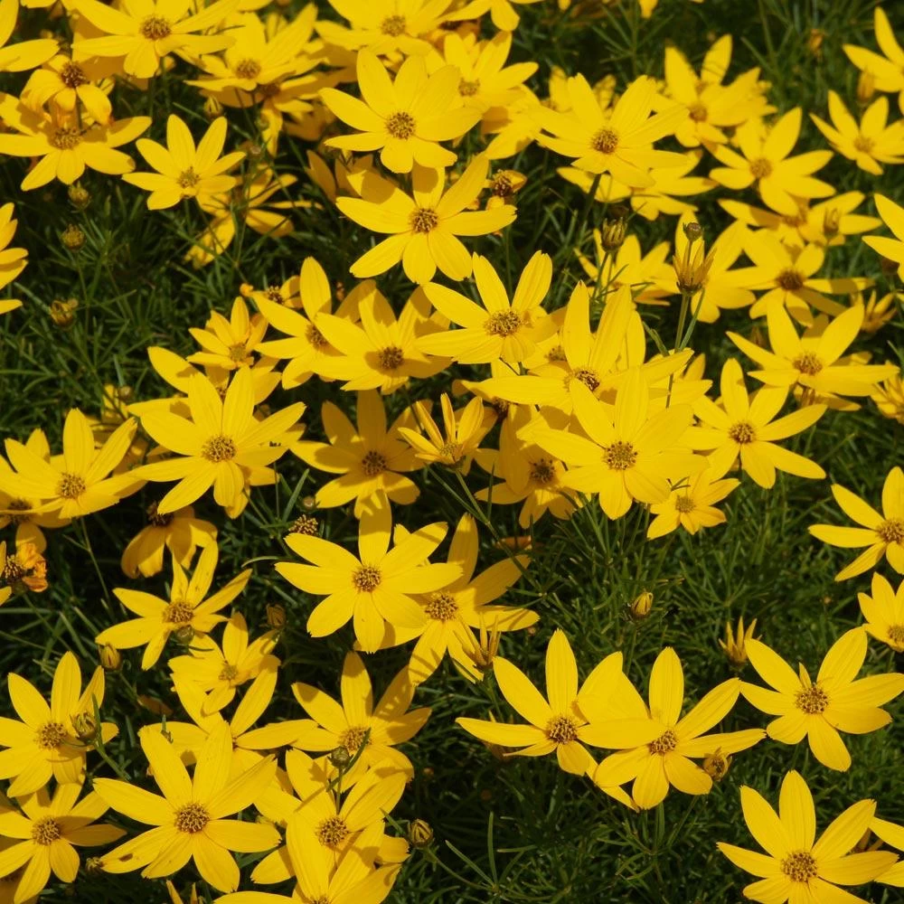 Threadleaf Coreopsis Plant - Image 4