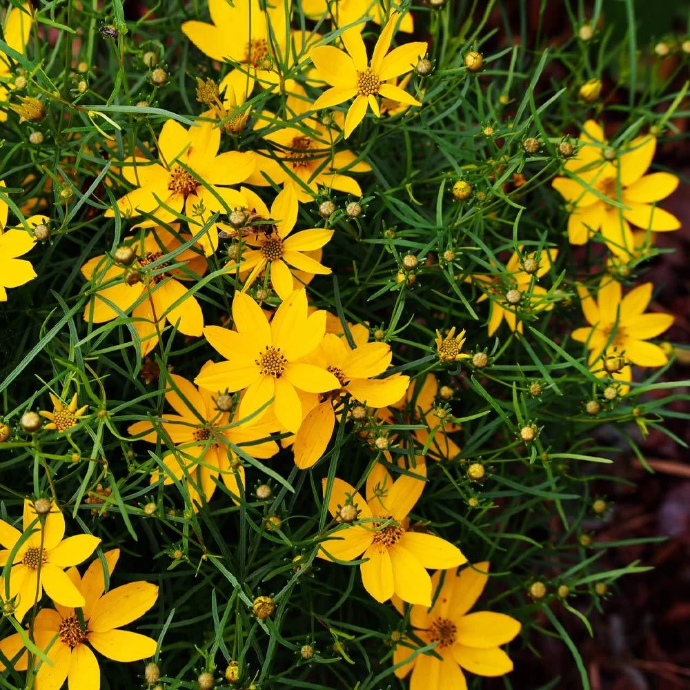 Threadleaf Coreopsis Plant - Image 3