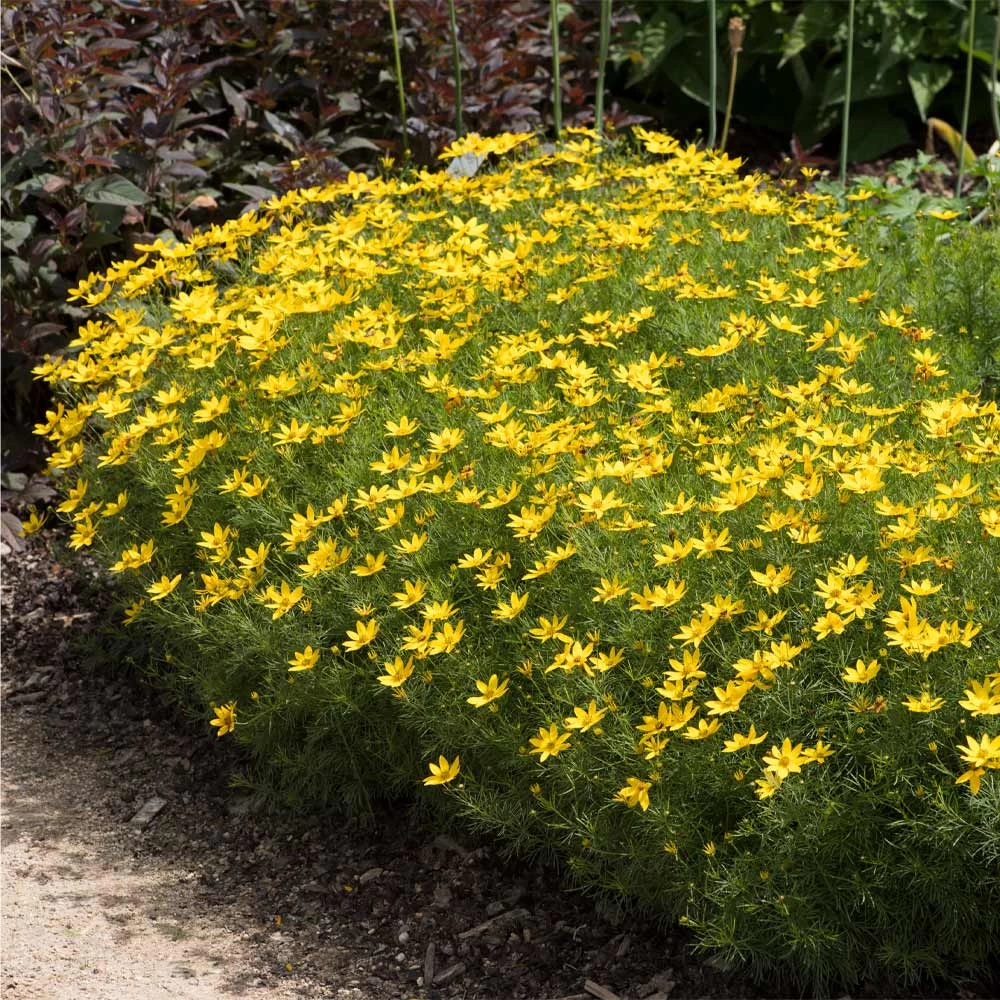Threadleaf Coreopsis Plant - Image 2
