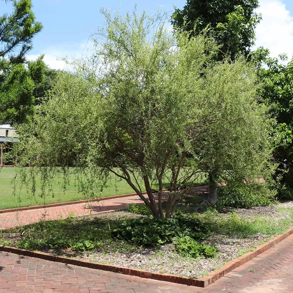 Corkscrew Willow Tree - Image 3