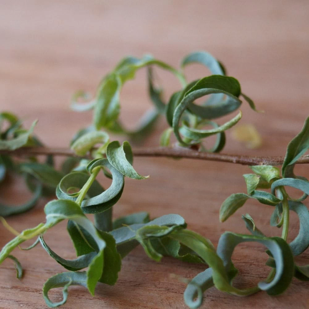 Corkscrew Willow Tree - Image 5