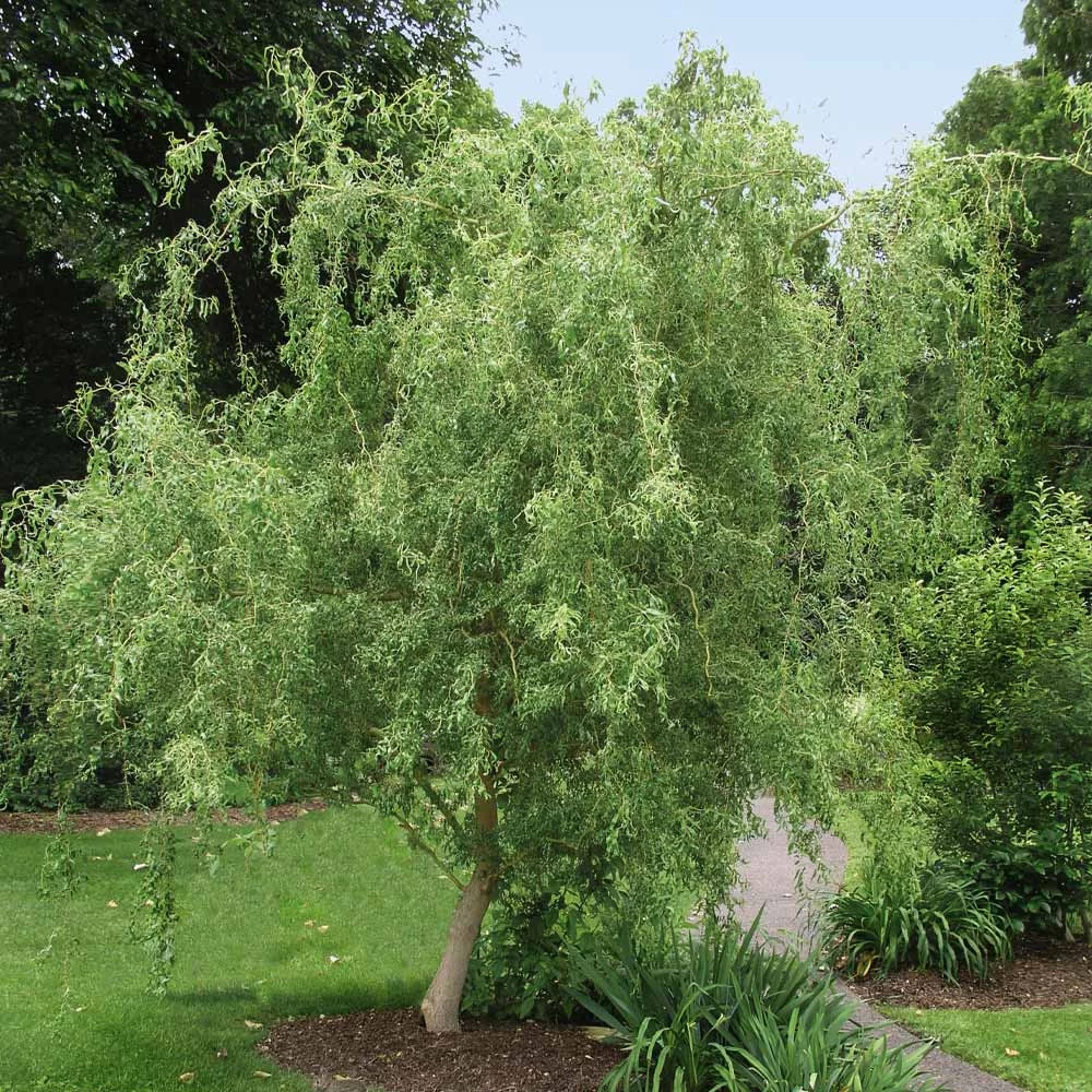Corkscrew Willow Tree - Image 2
