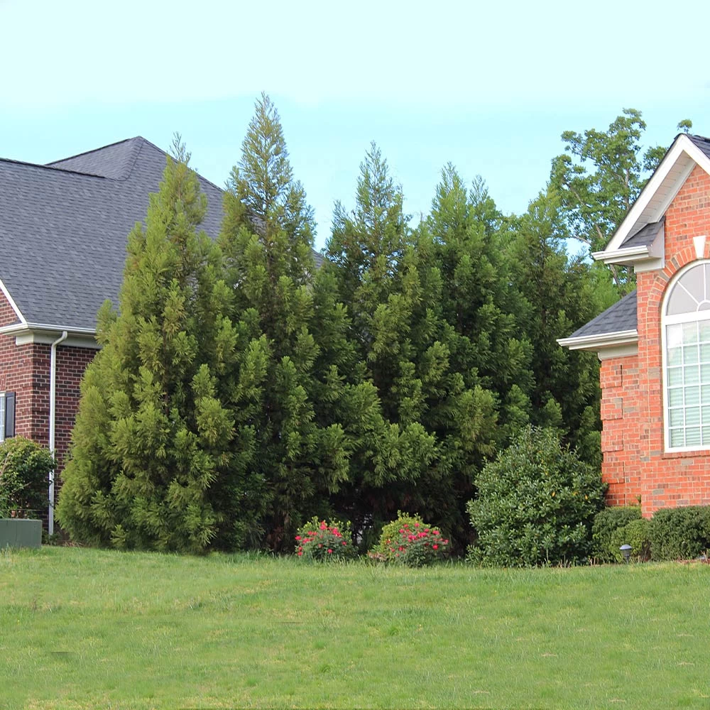 Cryptomeria Radicans - Image 6