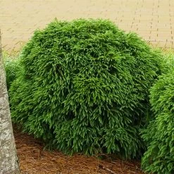 Cryptomeria 'Globosa Nana' Shrub