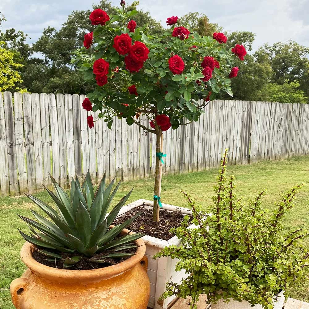 Dancing In The Dark™ Rose Tree - Image 4