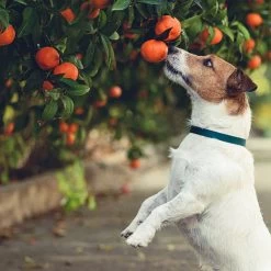 Dancy Tangerine Tree