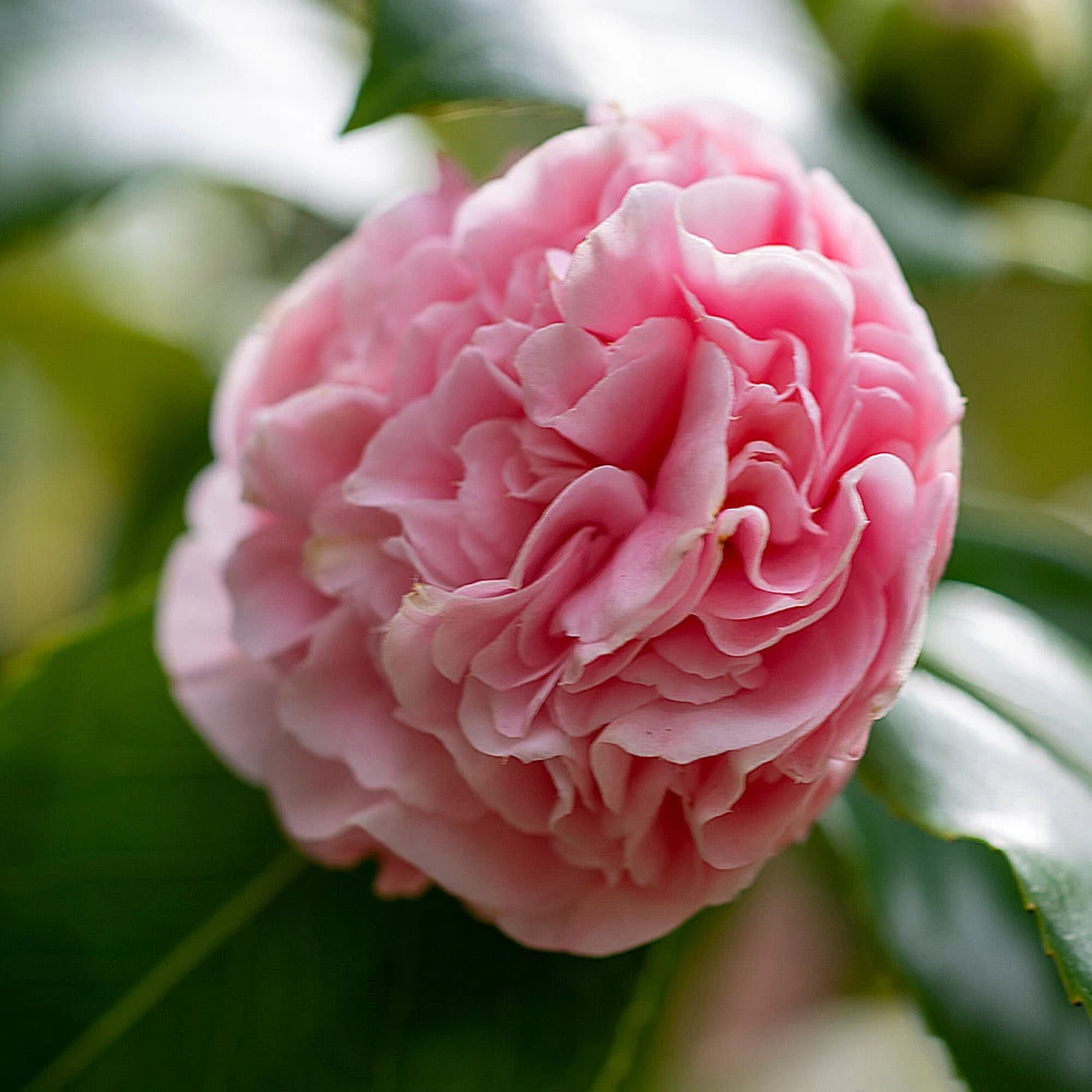 Debutante Camellia - Image 5