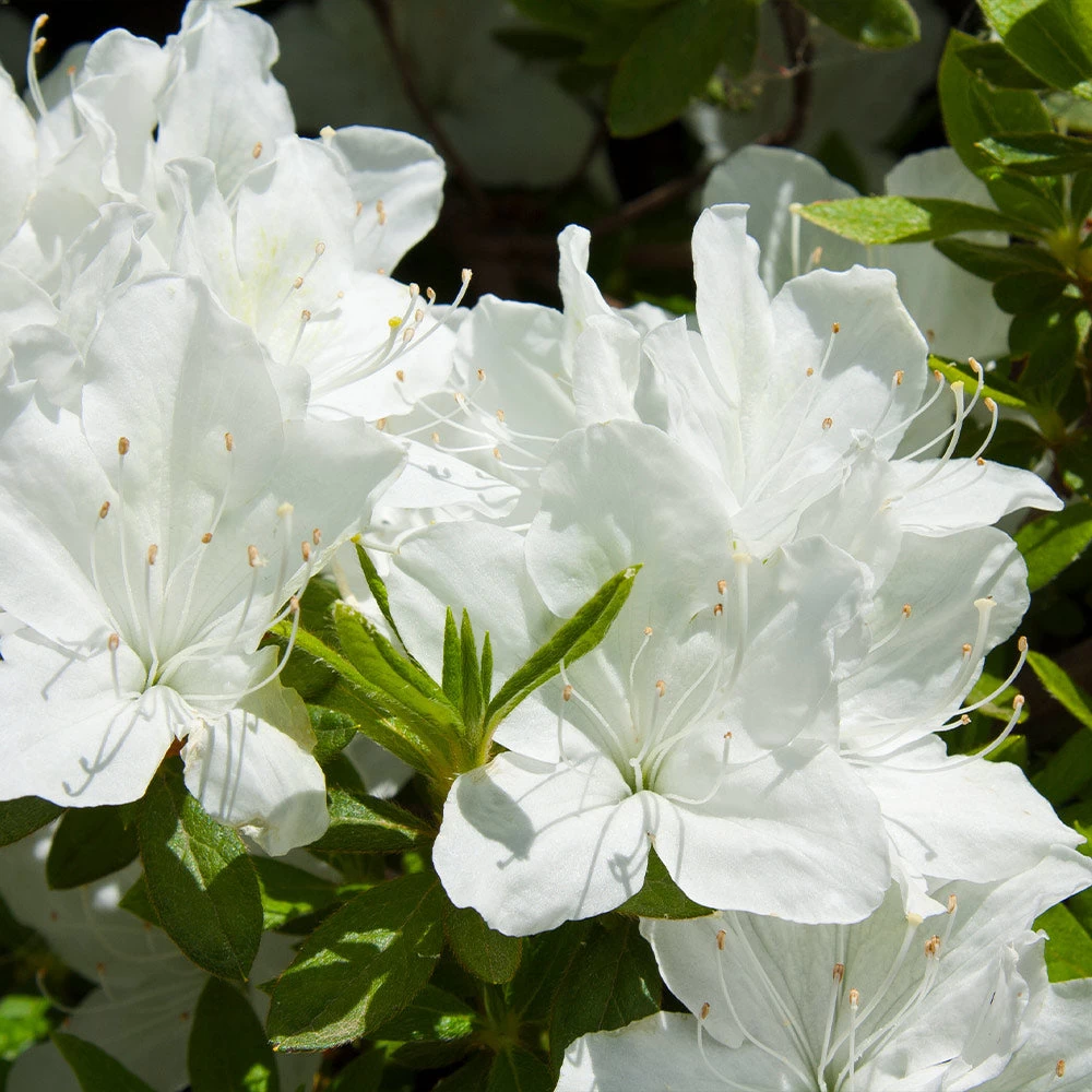 Delaware Valley White Azalea - Image 2