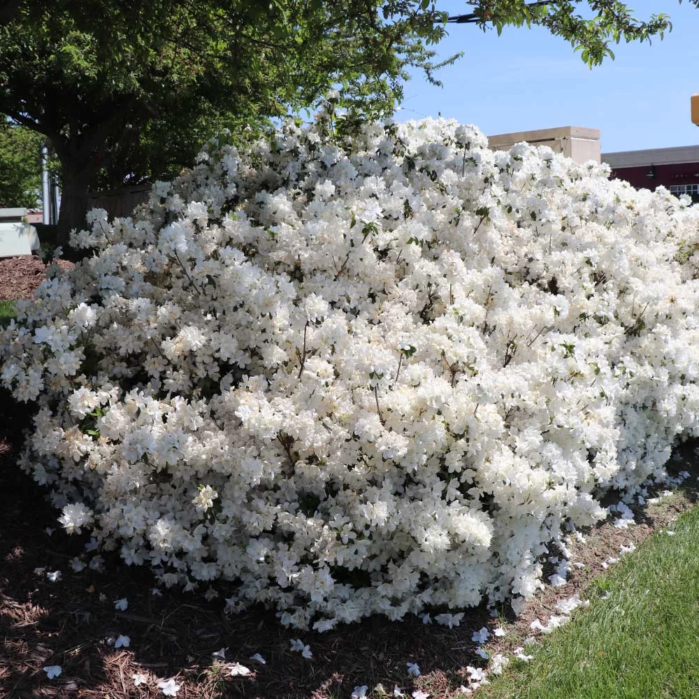 Delaware Valley White Azalea - Image 5