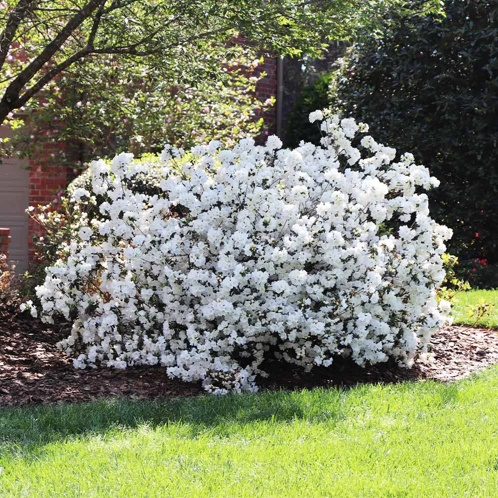 Delaware Valley White Azalea - Image 3
