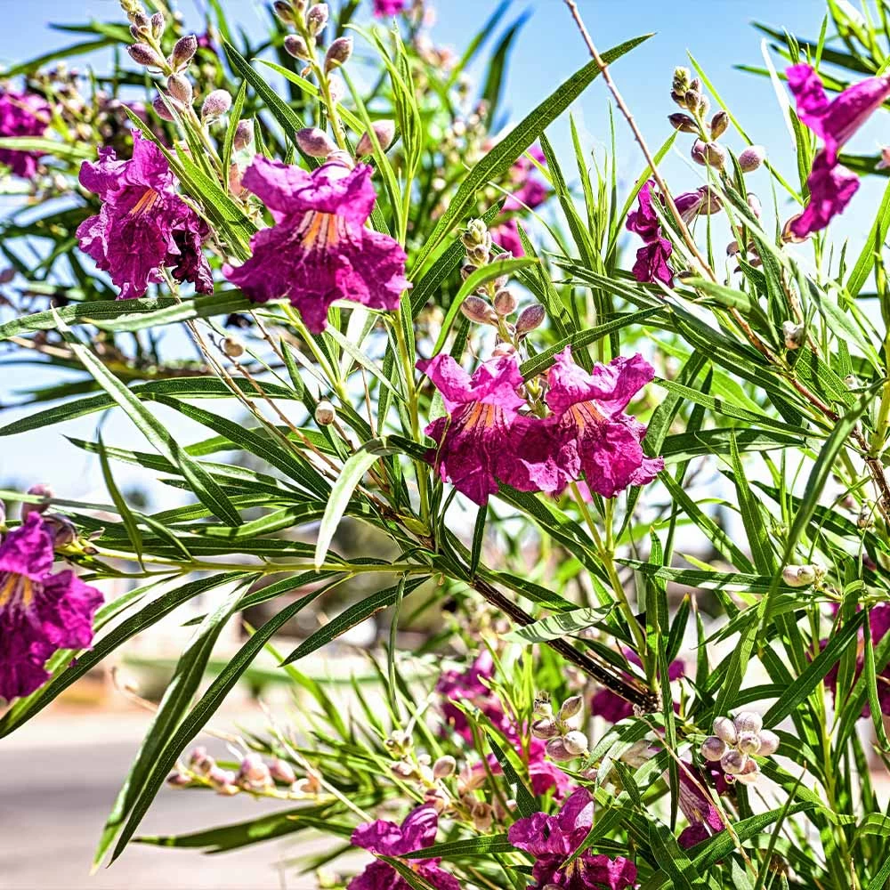 Bubba Jones Desert Willow - Image 3