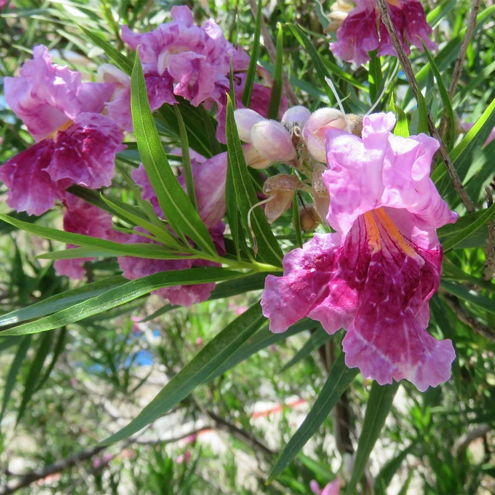 Bubba Jones Desert Willow - Image 2