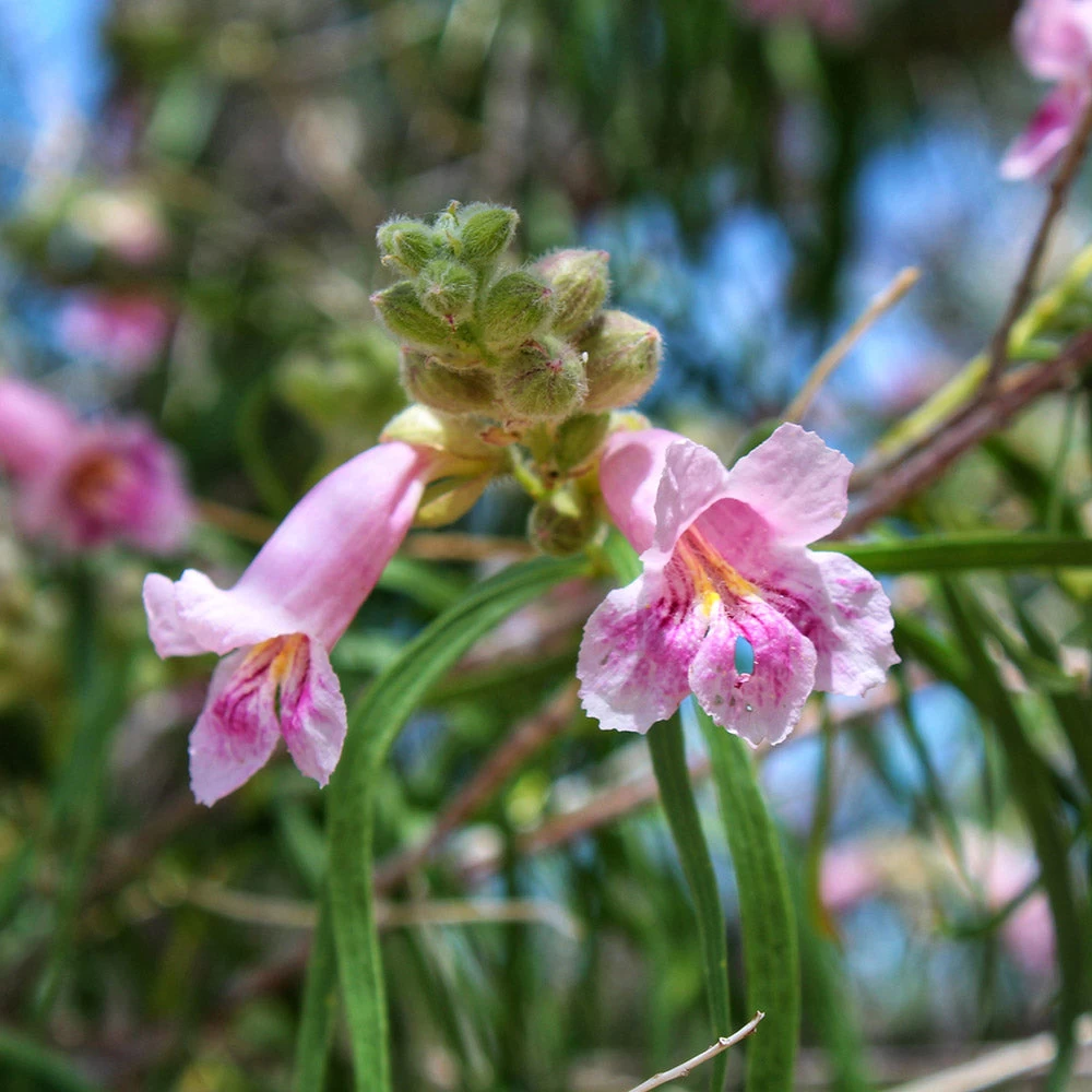 Bubba Desert Willow - Image 4