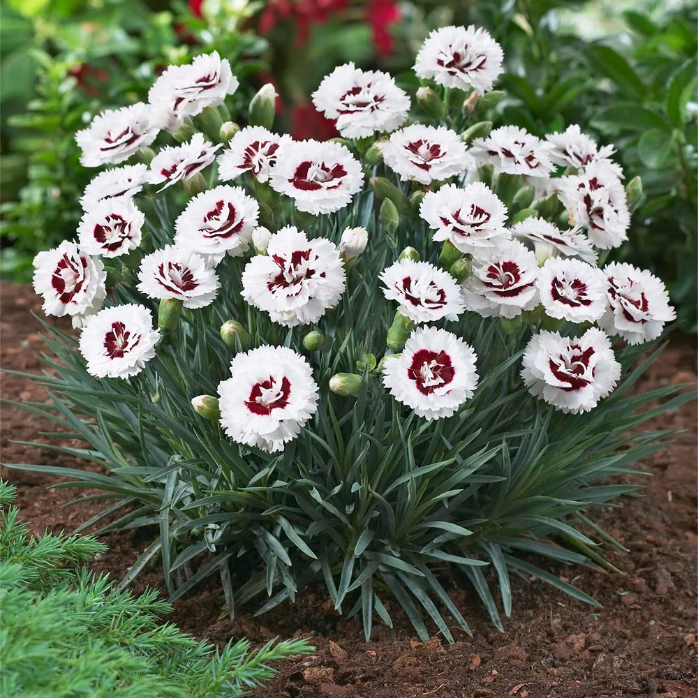 Scent First® Coconut Surprise Dianthus Plant - Image 2