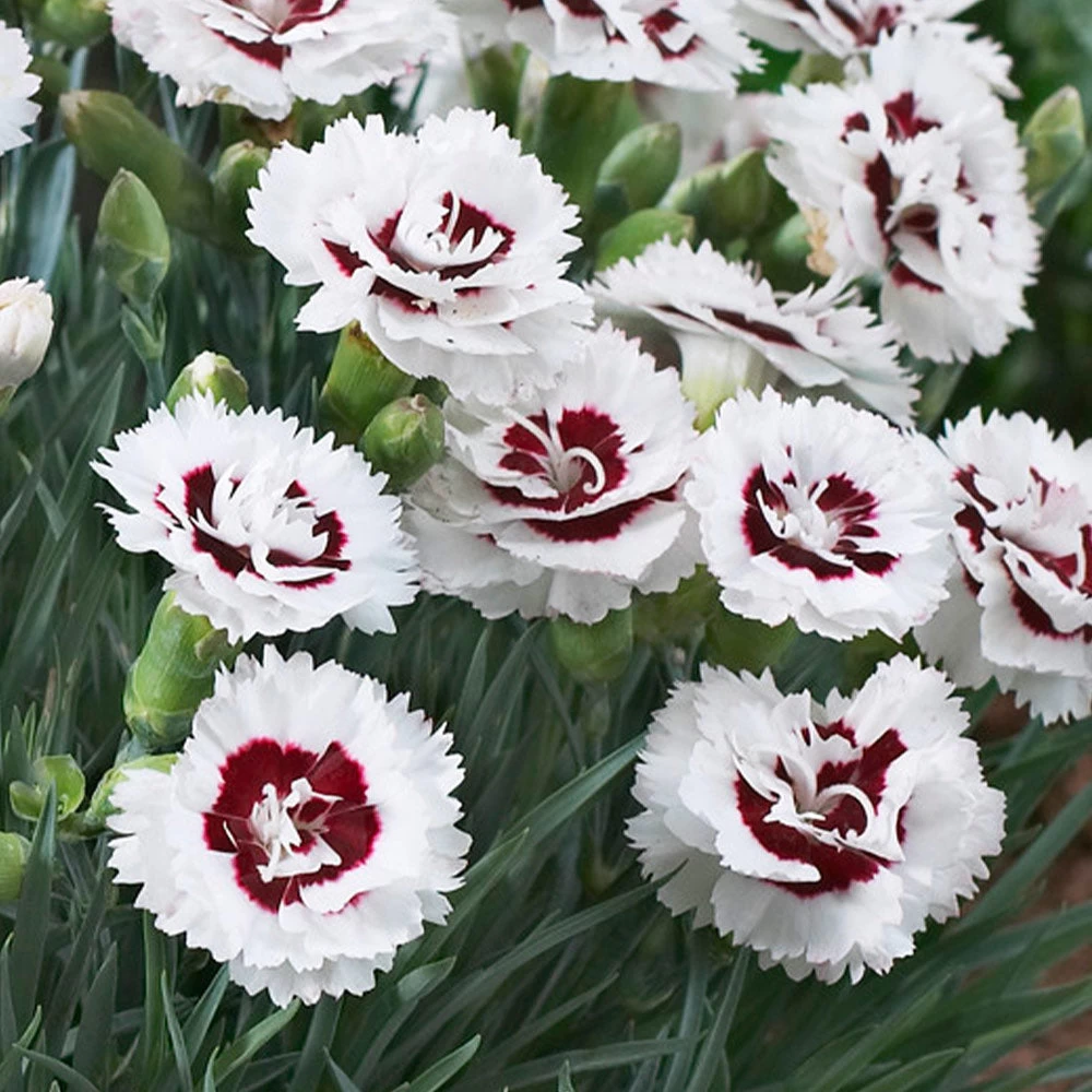 Scent First® Coconut Surprise Dianthus Plant - Image 3