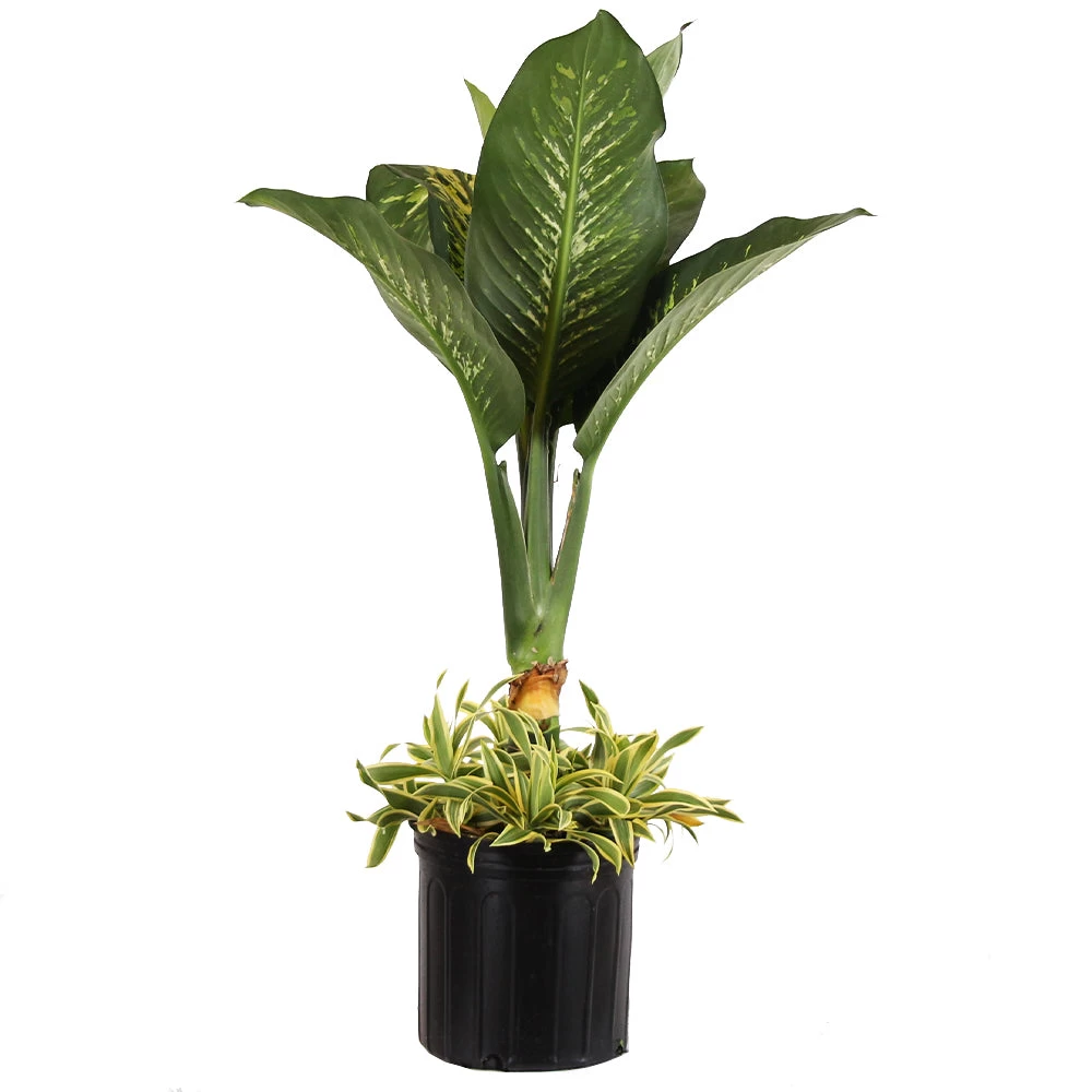 Dieffenbachia And Song Of India Combo - Image 2