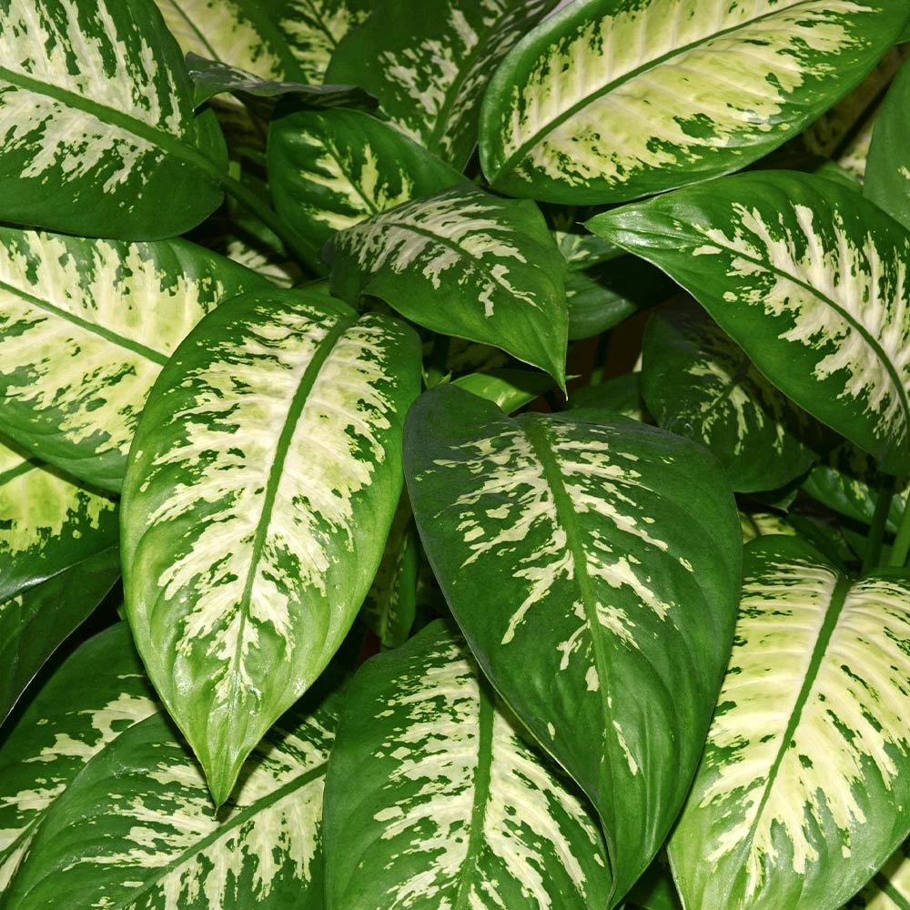 Dieffenbachia And Song Of India Combo - Image 3