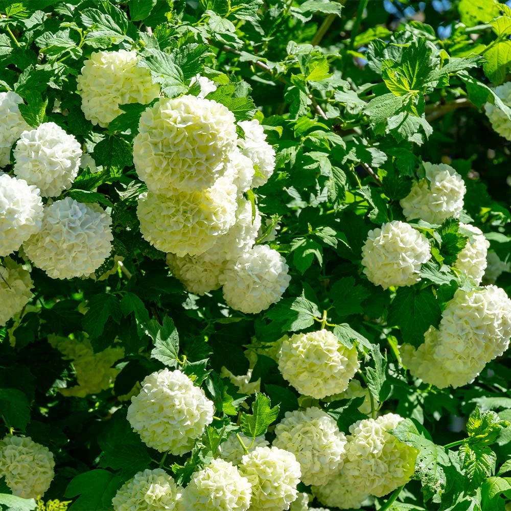 Eastern Snowball Bush - Image 2