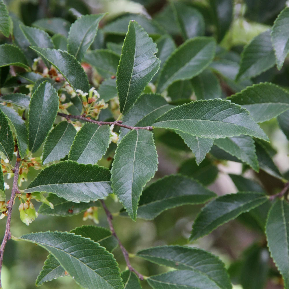 Emerald Flair Elm Tree - Image 3