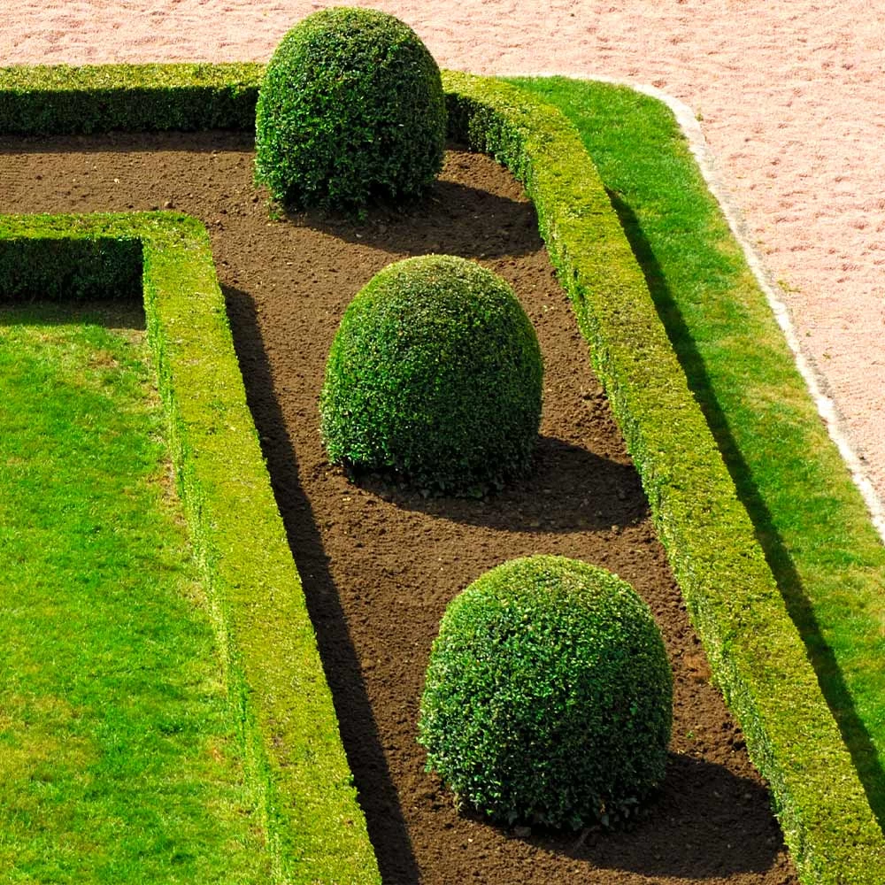 English Boxwood Shrub - Image 5