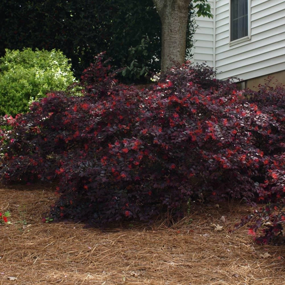 'Ever Red' Loropetalum - Image 4