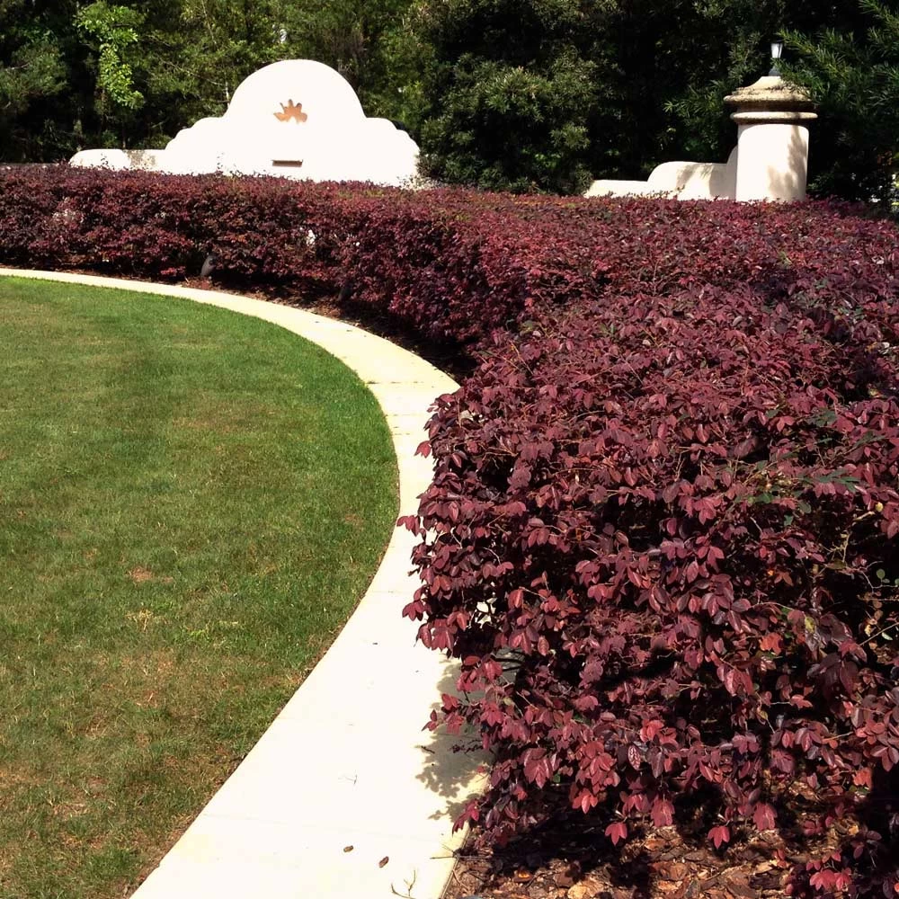 'Ever Red' Loropetalum - Image 3