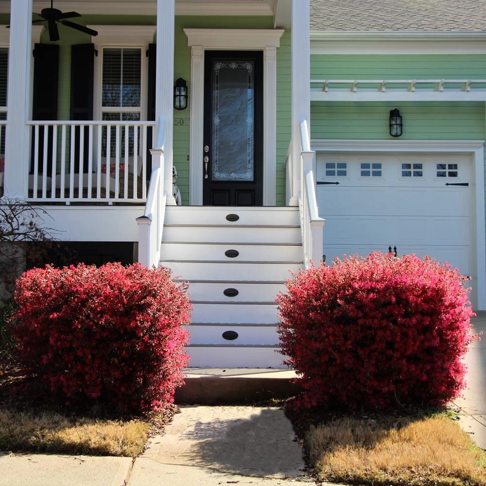 'Ever Red' Loropetalum - Image 5