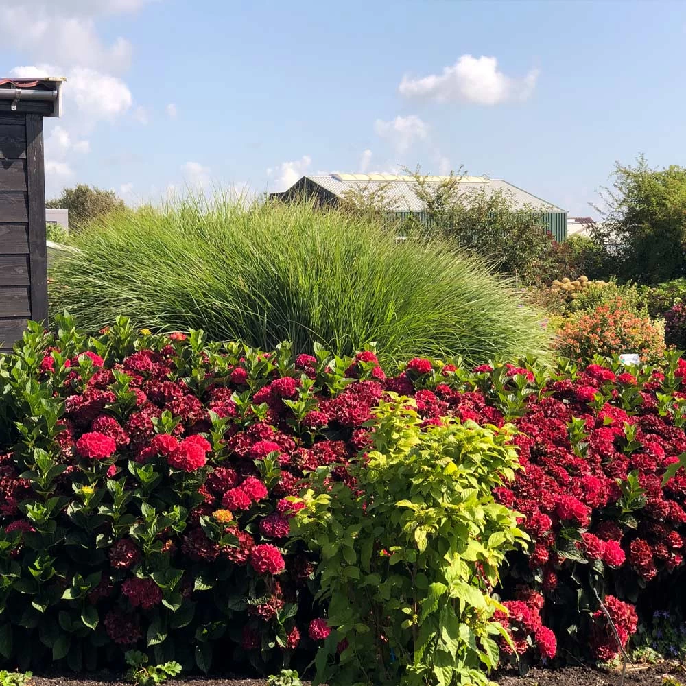 Everlasting® Crimson Ruby Hydrangea Shrub - Image 3