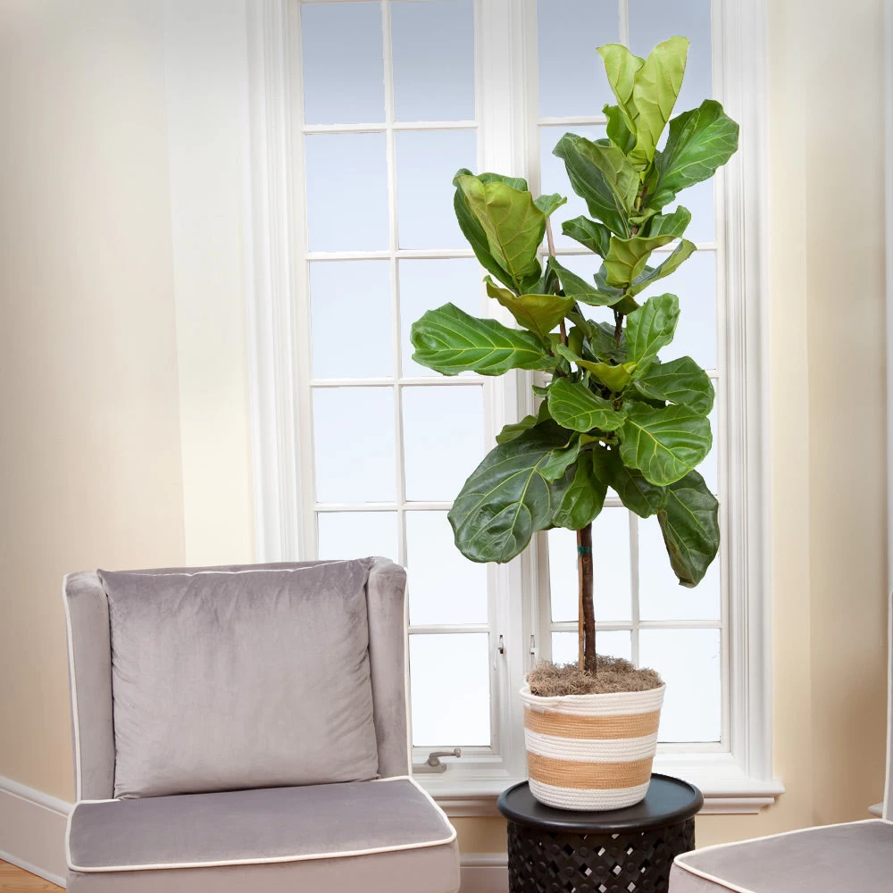 Monstera Deliciosa And Fiddle Leaf Fig Combo - Image 4