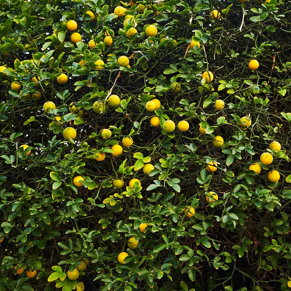 Hardy Orange Tree 'Flying Dragon' - Image 6