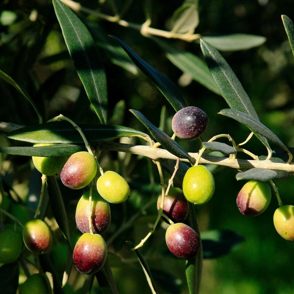Frantoio Olive Tree - Image 4