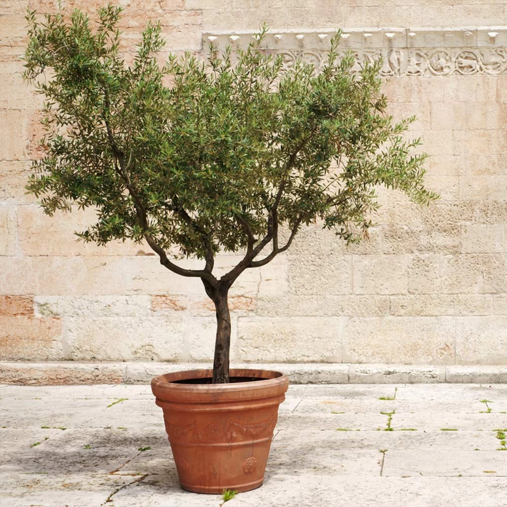 Frantoio Olive Tree - Image 2