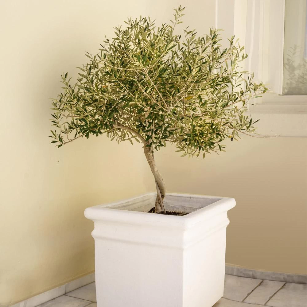 Frantoio Olive Tree - Image 3
