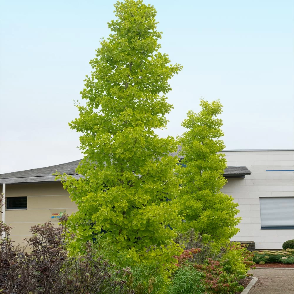 Goldspire⢠Ginkgo Tree - Image 3