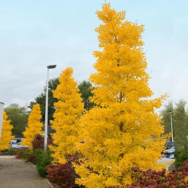 Goldspire⢠Ginkgo Tree