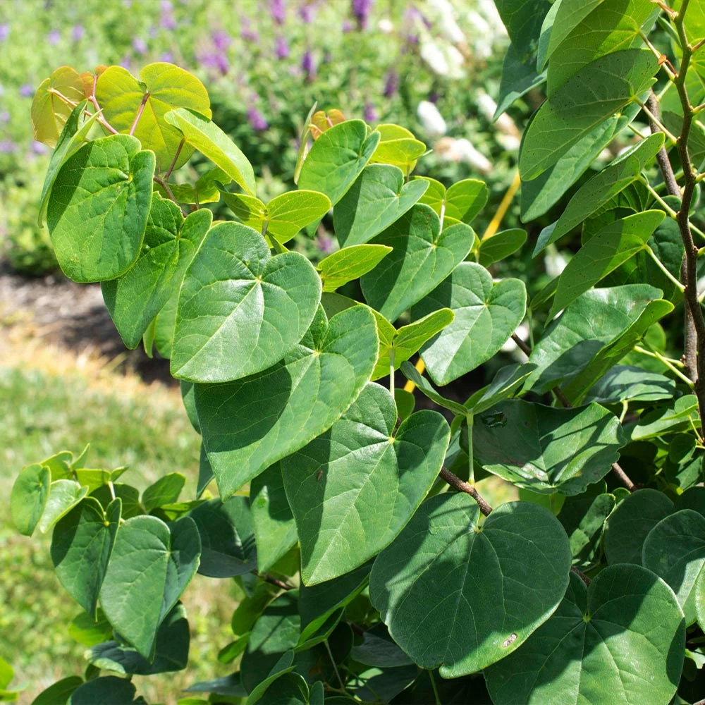 Garden Gems® Emerald Redbud Tree - Image 3