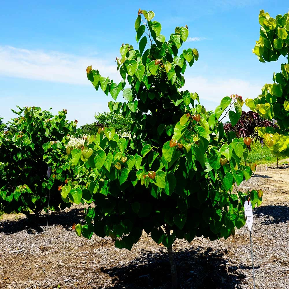 Garden Gems® Emerald Redbud Tree - Image 4