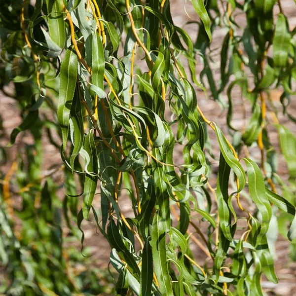 Golden Curls' Corkscrew Willow