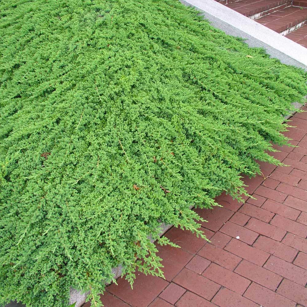 Green Mound Juniper - Image 2