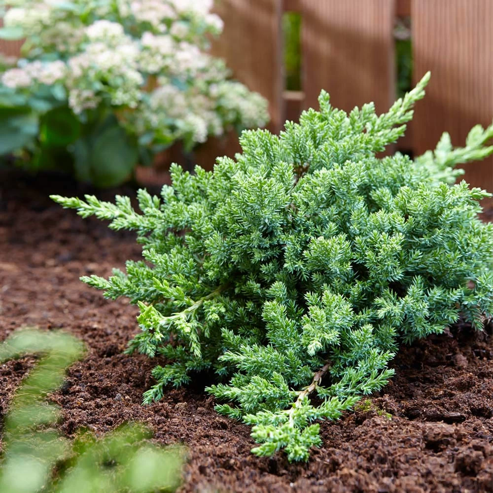 Green Mound Juniper - Image 3