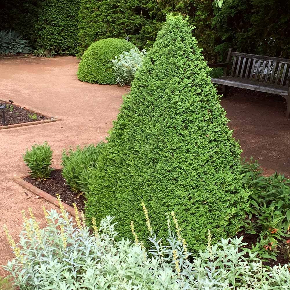 Green Mountain Boxwood Shrub - Image 2