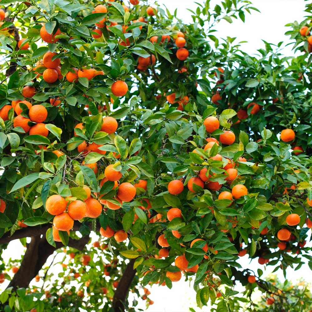 Hamlin Sweet Orange Tree - Image 2