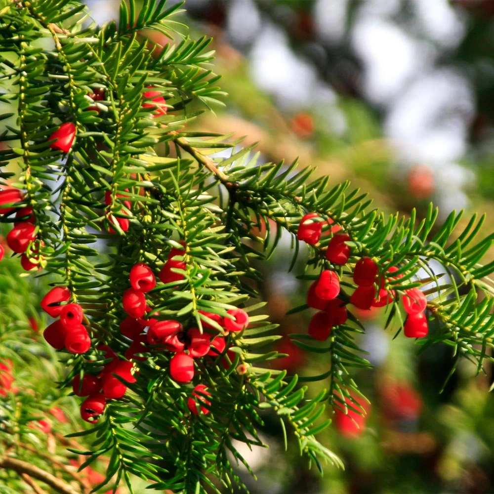 Hicks Yew Tree - Image 6