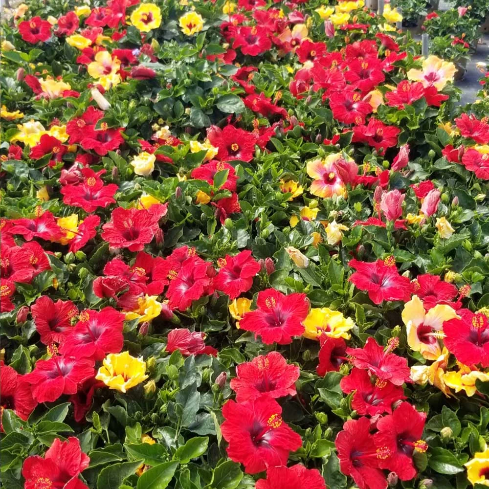 Bloom Bash® Hollywood® Hibiscus - Image 6