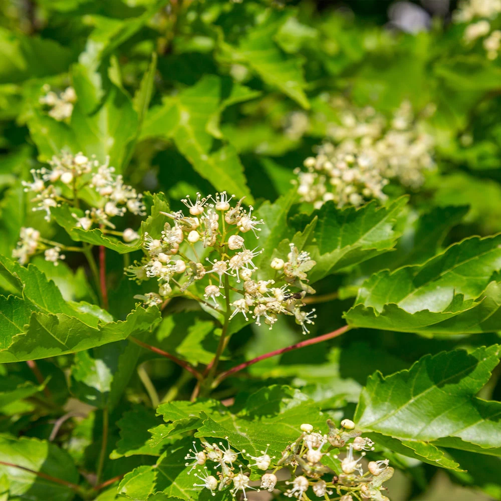 Hot Wings® Maple Tree - Image 6