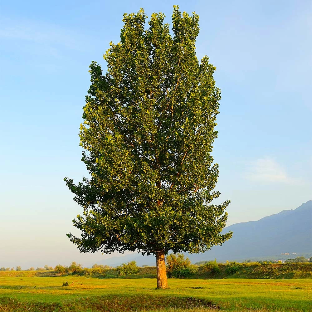 Superior Hybrid Poplar Tree - Image 2