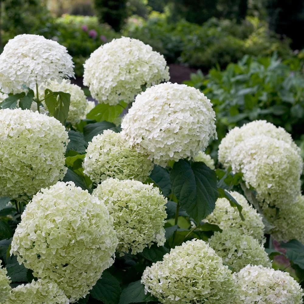Incrediball® Hydrangea Shrub - Image 2