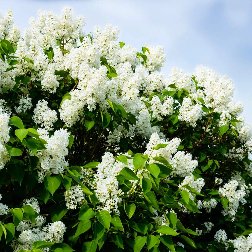 Ivory Silk Japanese Lilac Tree - Image 4