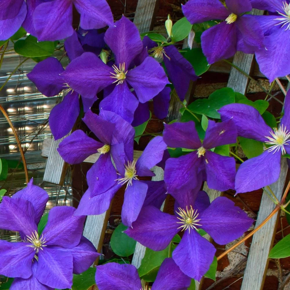 Jackmanii Clematis Vine - Image 3