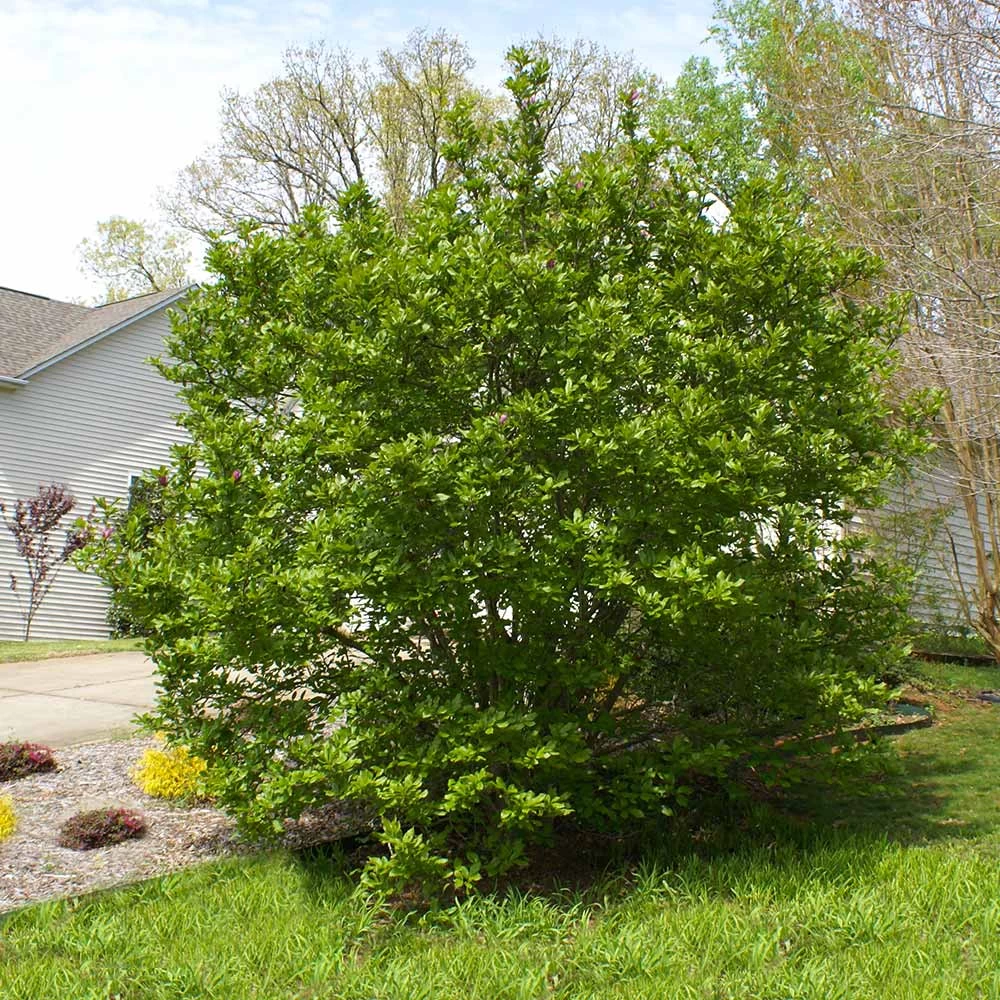 Jane Magnolia - Image 5